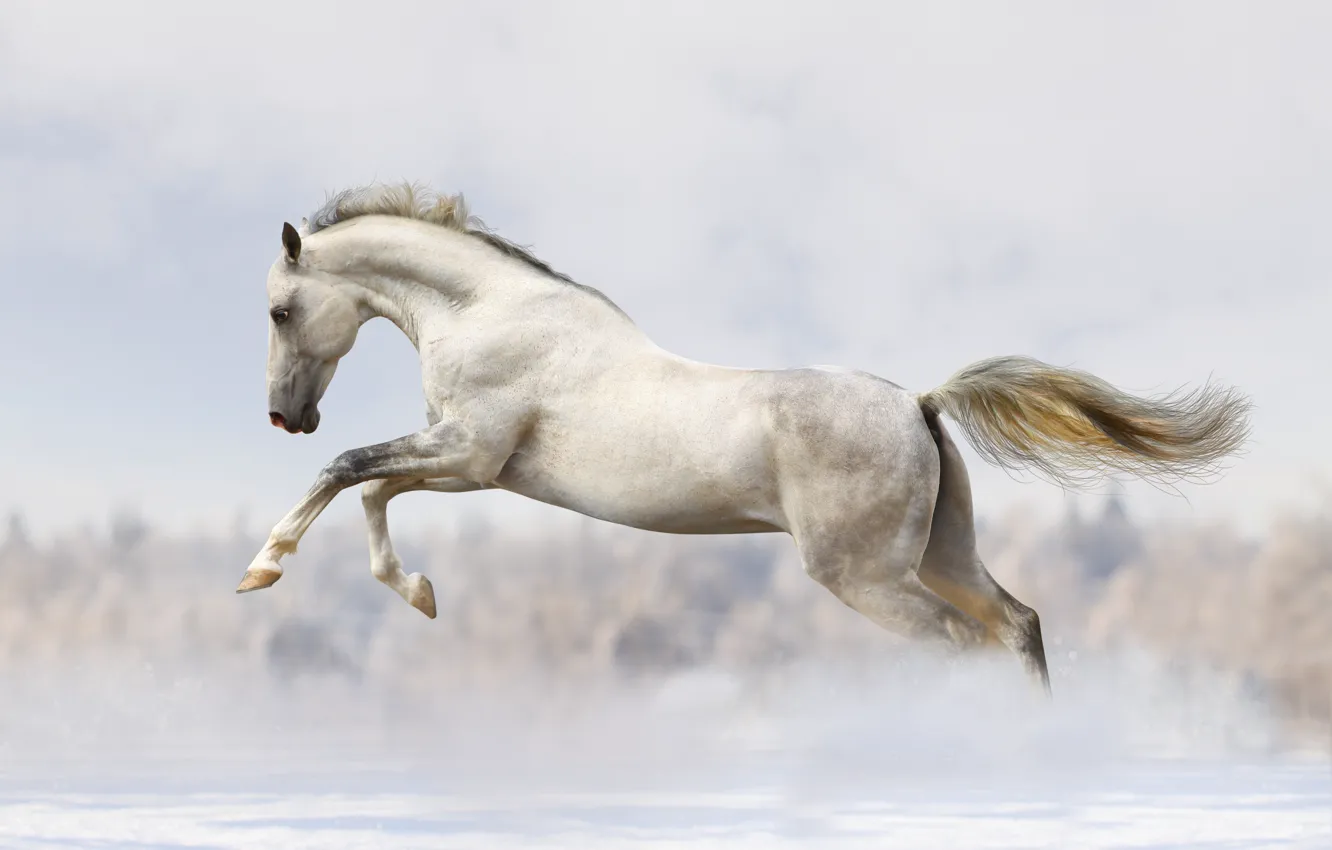 Photo wallpaper snow, white horse, running
