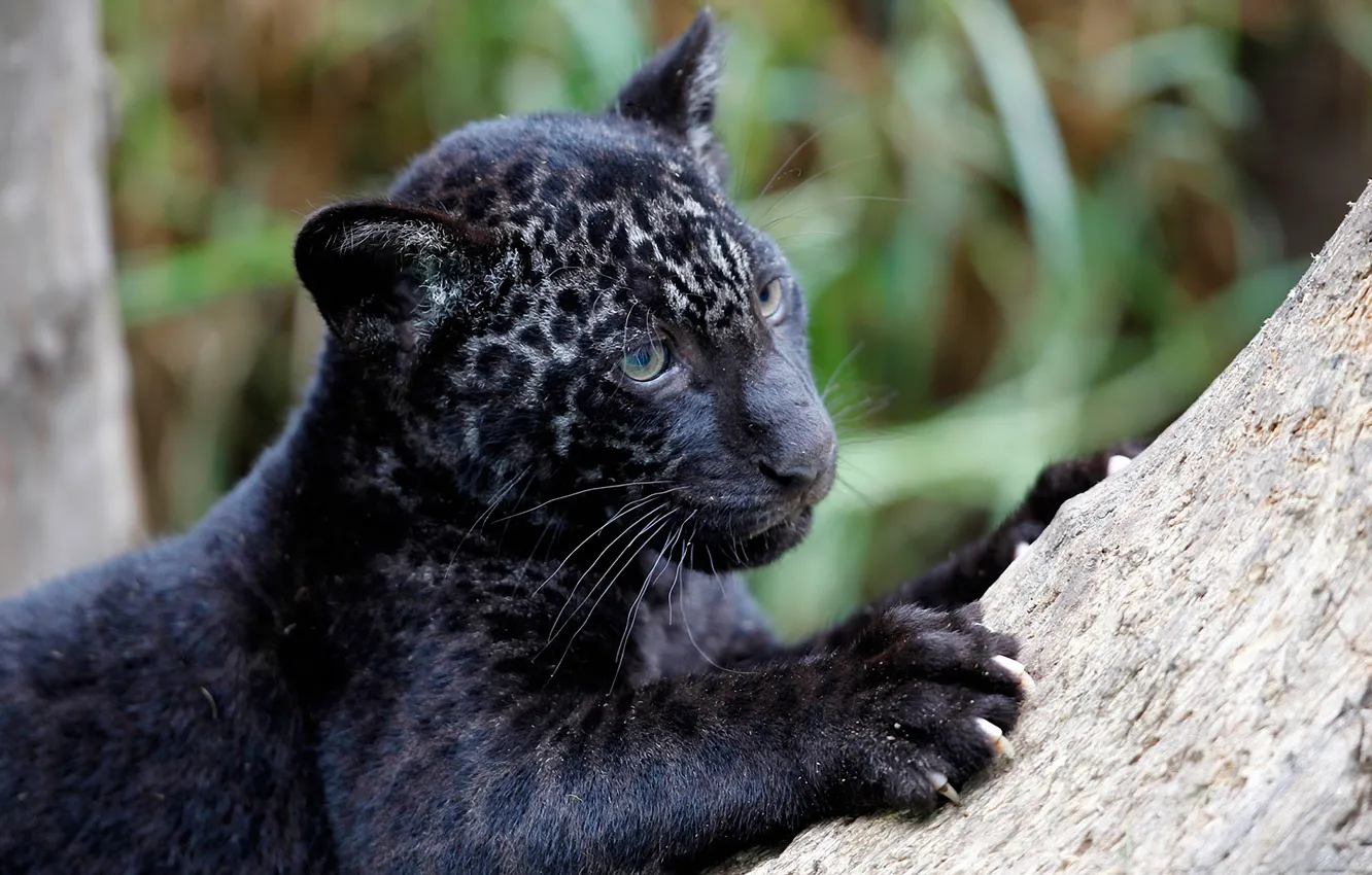 Photo wallpaper predator, claws, Jaguar, cub, Panthera onca