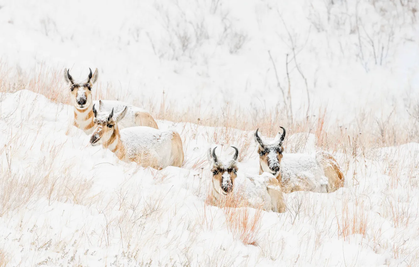 Photo wallpaper winter, snow, nature, hill, snowfall, lie, Quartet, antelope