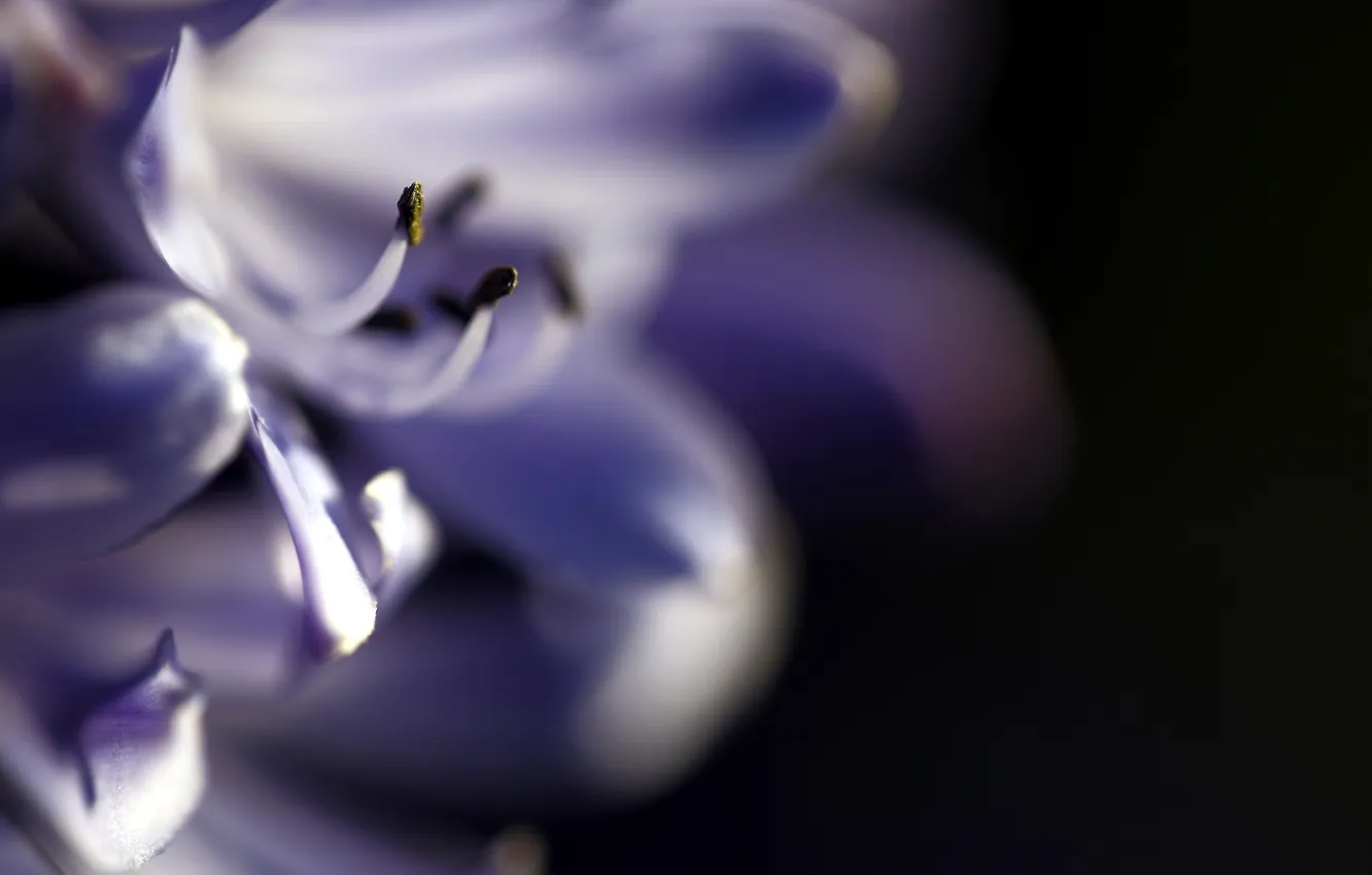 Photo wallpaper macro, flowers, nature