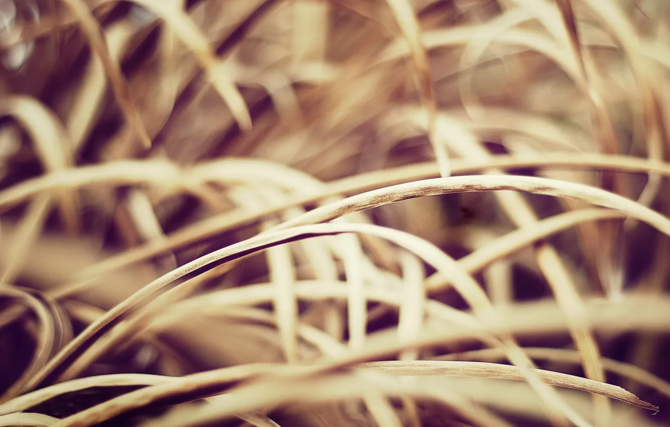 Photo wallpaper macro, dry grass, razmytost
