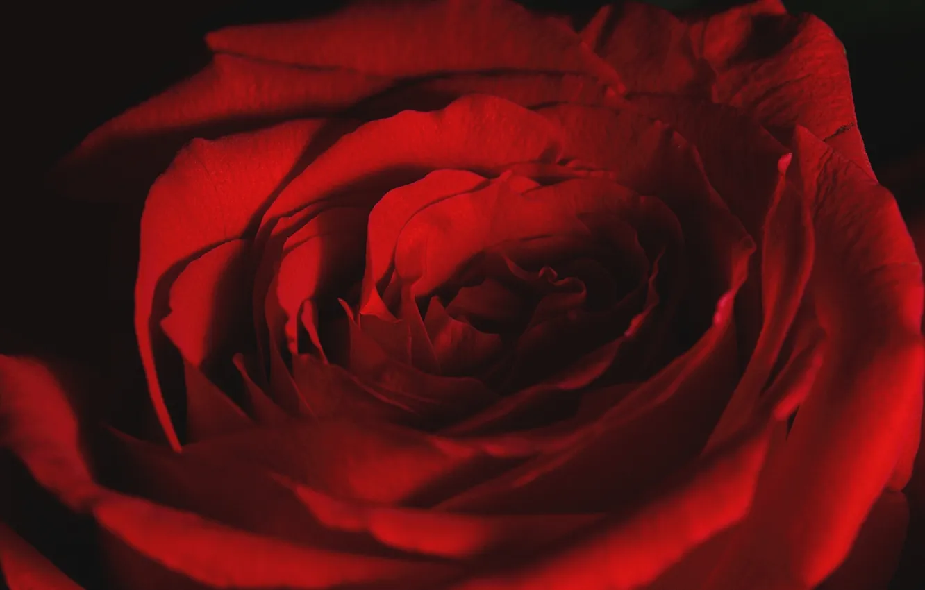 Photo wallpaper macro, red, roses, petals