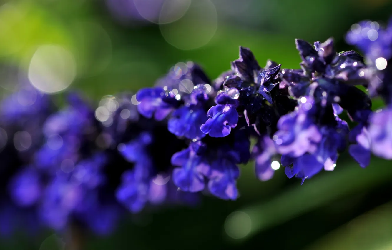 Photo wallpaper flower, purple, macro, background, branch