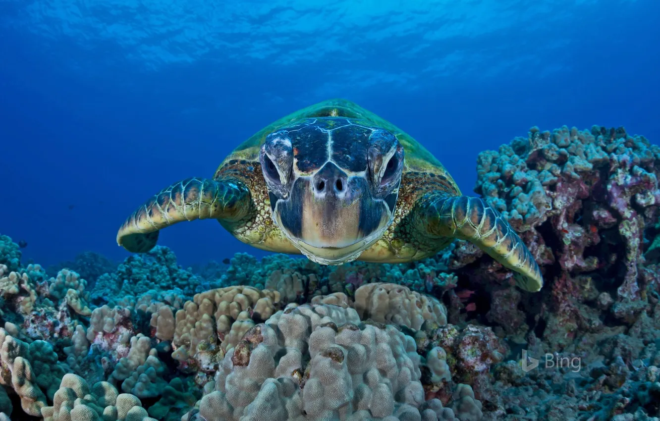 Photo wallpaper Hawaii, underwater world, under water, Hawaii, Maui, Maui, the green sea turtle, Green sea turtle
