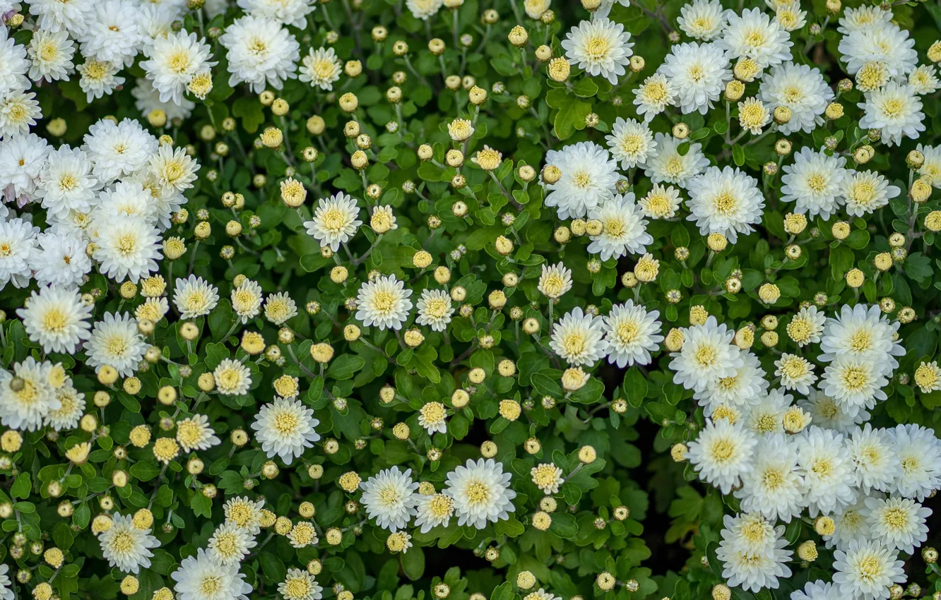 Photo wallpaper white, flowers, photo, buds, chrysanthemum, a lot
