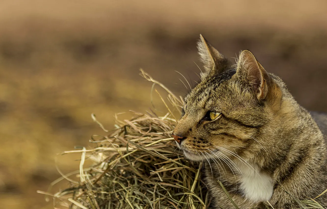 Photo wallpaper cat, cat, portrait, hay, straw
