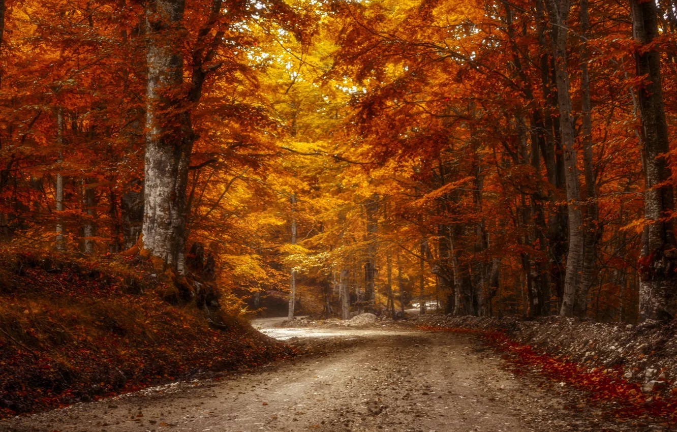 Photo wallpaper road, autumn, forest