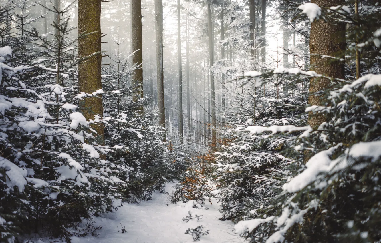 Photo wallpaper winter, forest, snow