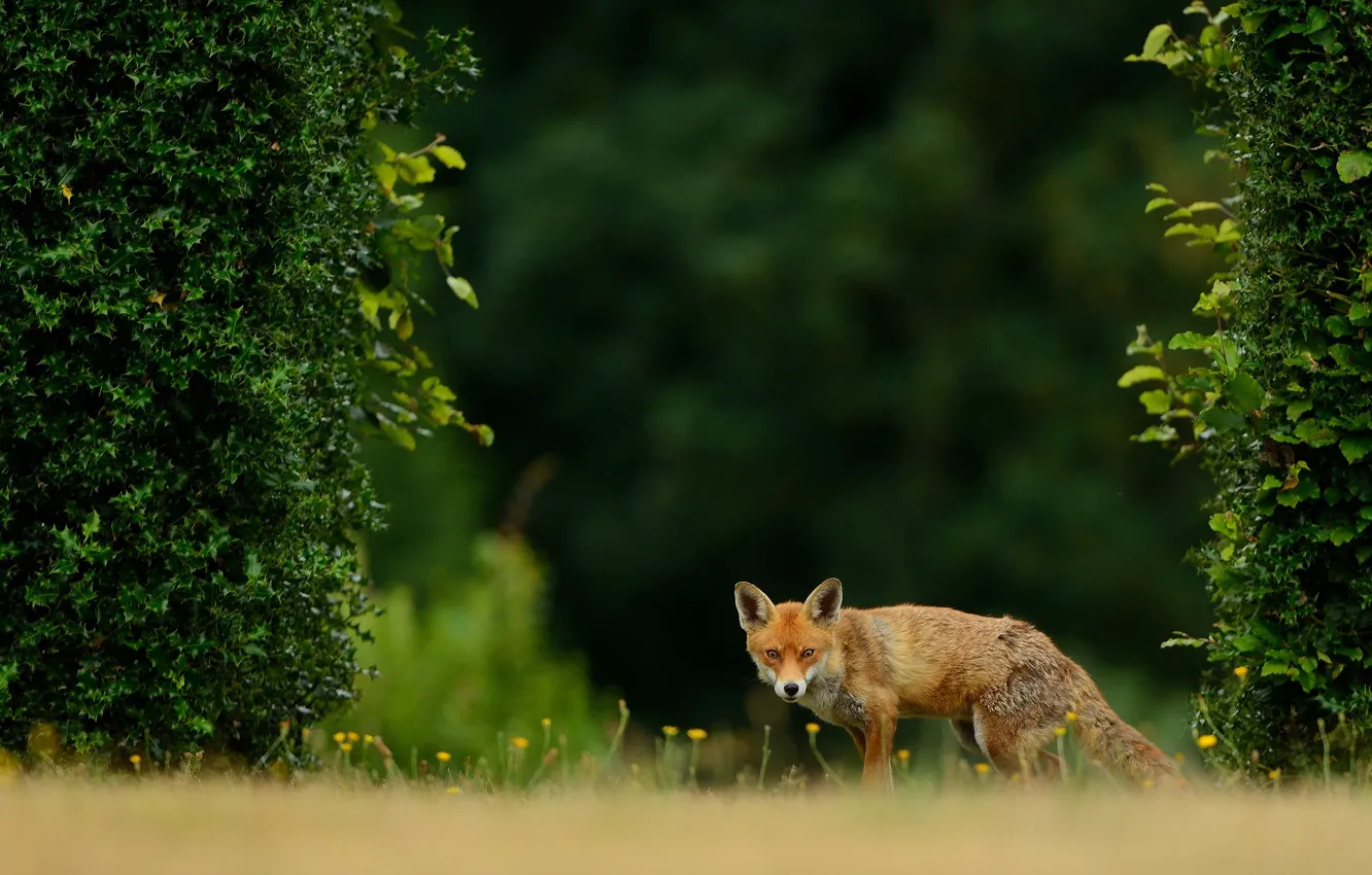 Photo wallpaper look, flowers, nature, glade, Fox, walk, the bushes, vines
