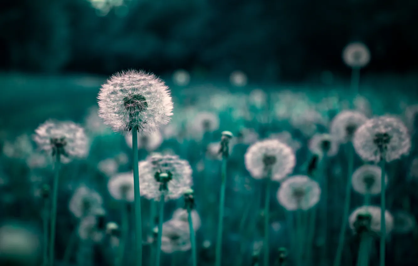 Photo wallpaper forest, glade, Dnepr, tunnel bar, shtefanlounge, oduvanchiki