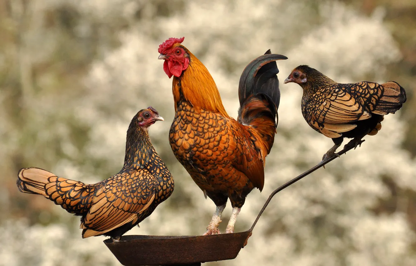 Photo wallpaper birds, background, cock, chickens