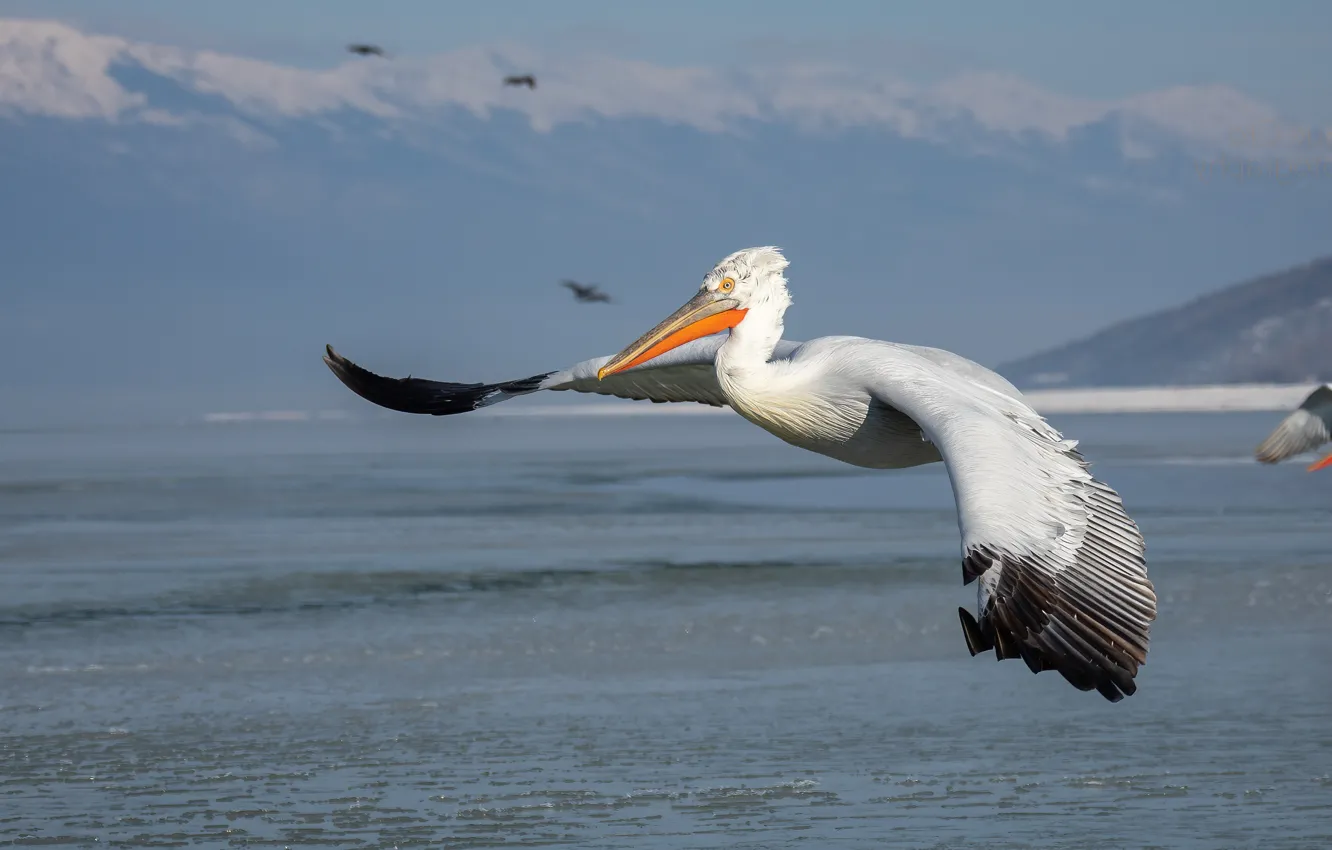Photo wallpaper sea, flight, mountains, bird, Pelican