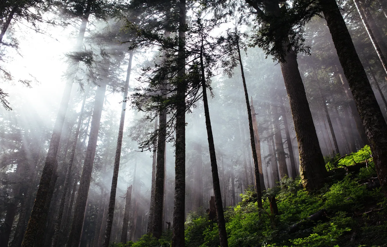 Photo wallpaper forest, trees, nature, Canada, Vancouver, Canada, rays of light, Vancouver