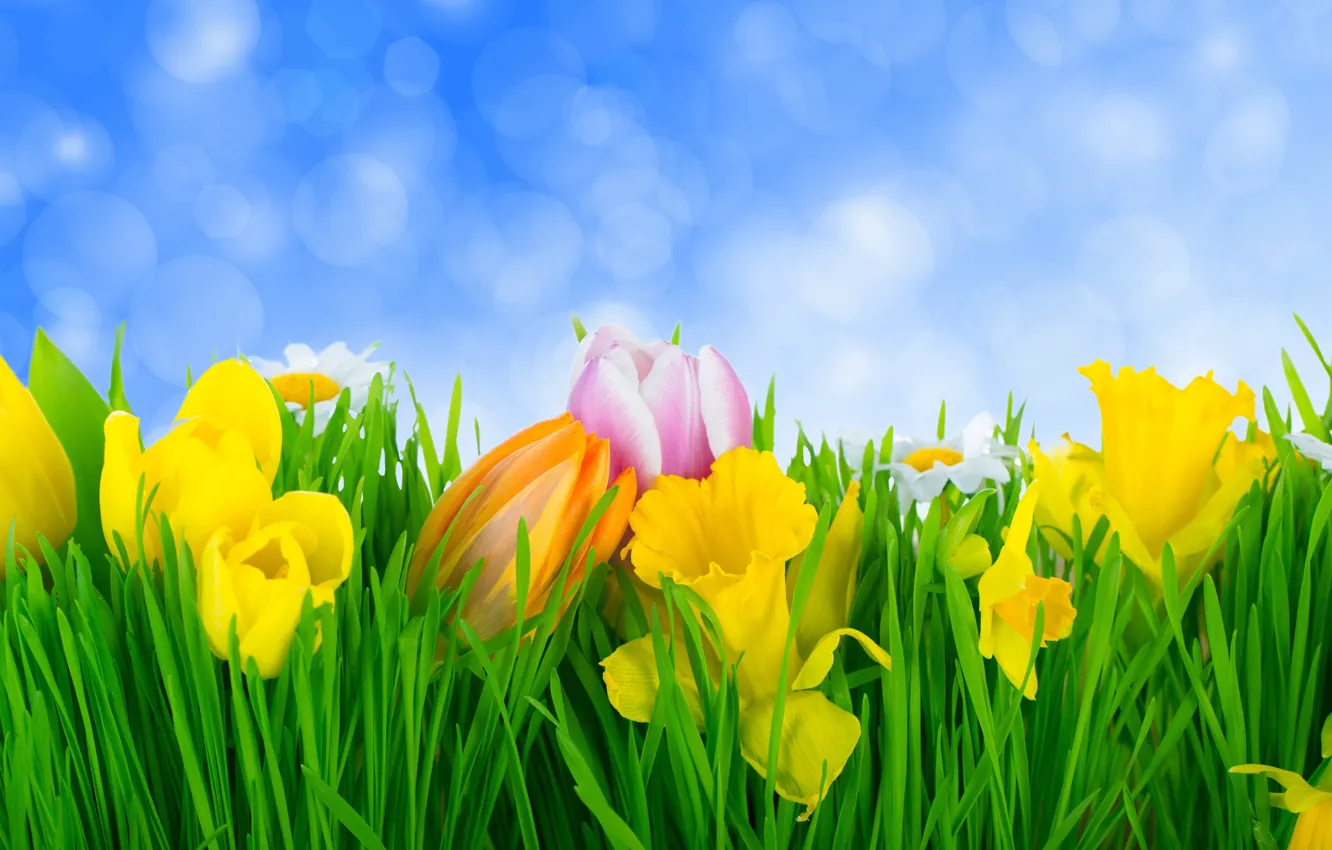 Photo wallpaper flowers, nature, chamomile, tulips, weed, daffodils