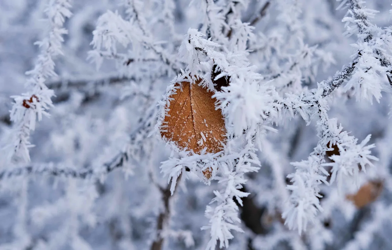 Photo wallpaper winter, frost, leaves, macro, snow, trees, branches, nature