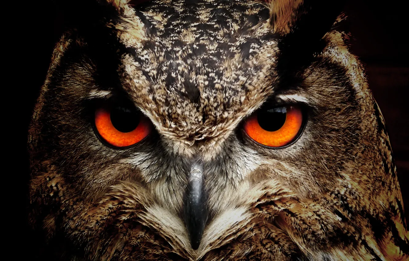 Photo wallpaper eyes, look, owl, bird