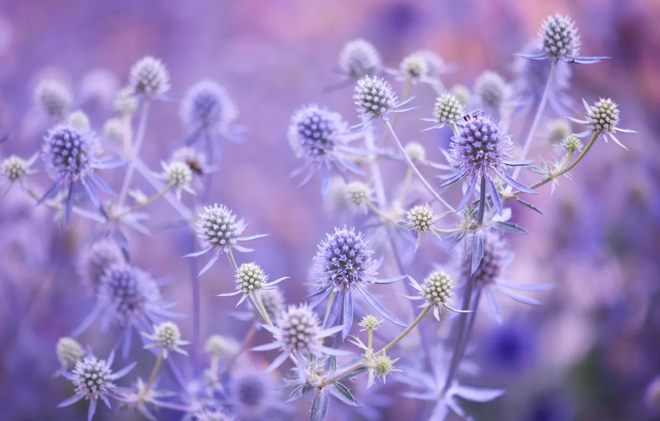 Photo wallpaper field, leaves, macro, flowers, plant, stem, meadow