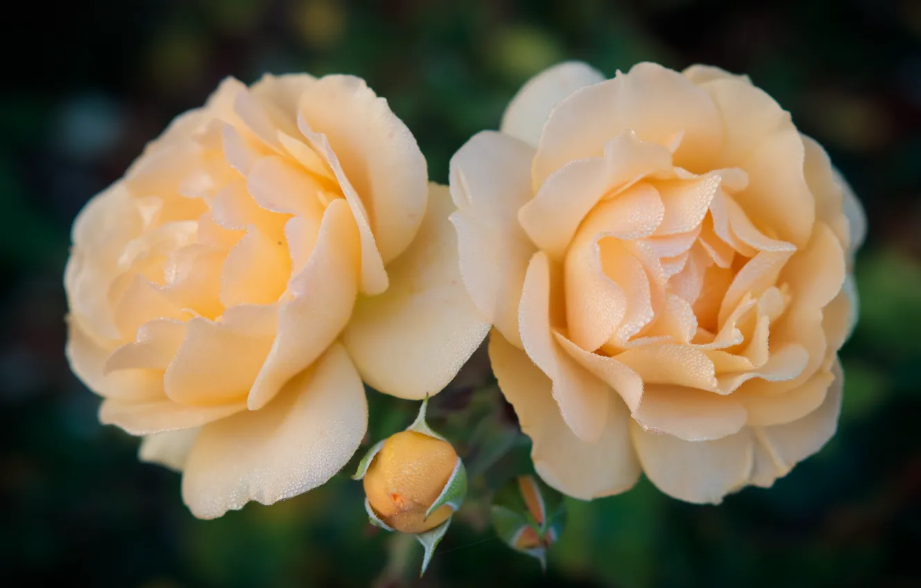 Photo wallpaper macro, yellow, Rosa, roses, petals, Duo, buds