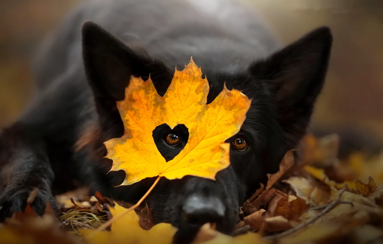 Photo wallpaper autumn, each, dog