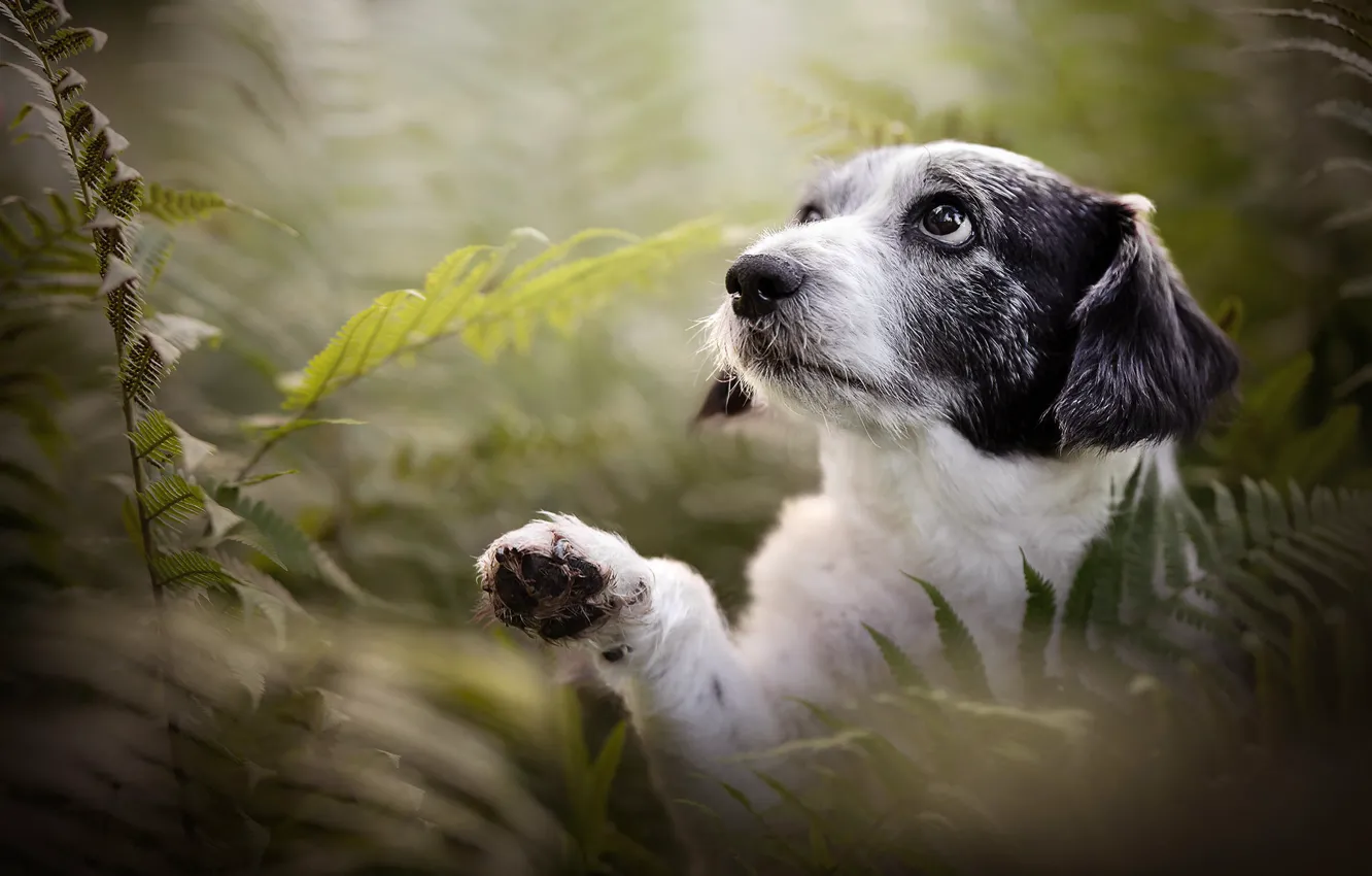 Photo wallpaper face, dog, paws, fern