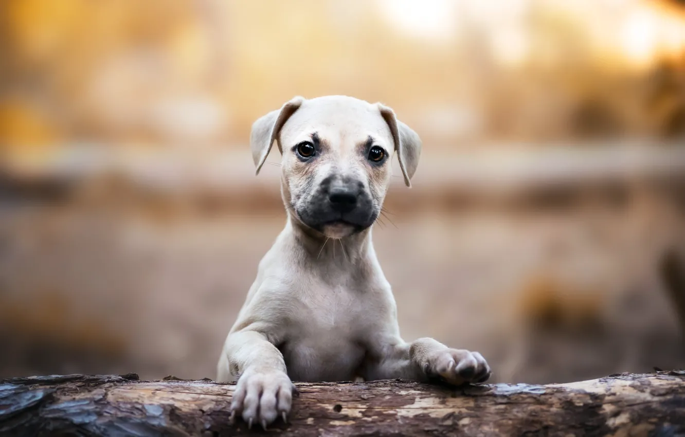 Photo wallpaper look, nature, pose, background, portrait, legs, dog, puppy