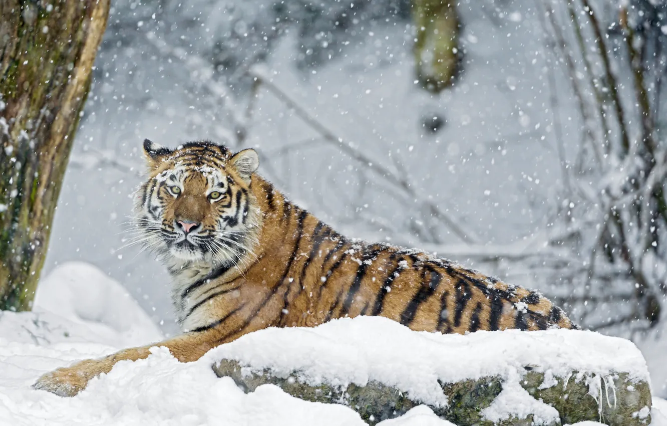 Photo wallpaper winter, snow, tiger, stone, predator
