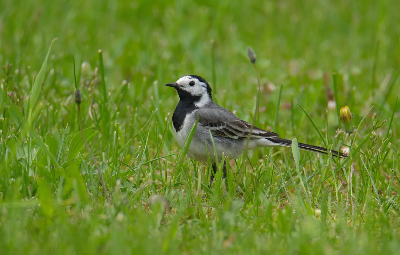 Photo wallpaper grass, look, bird, Wagtail