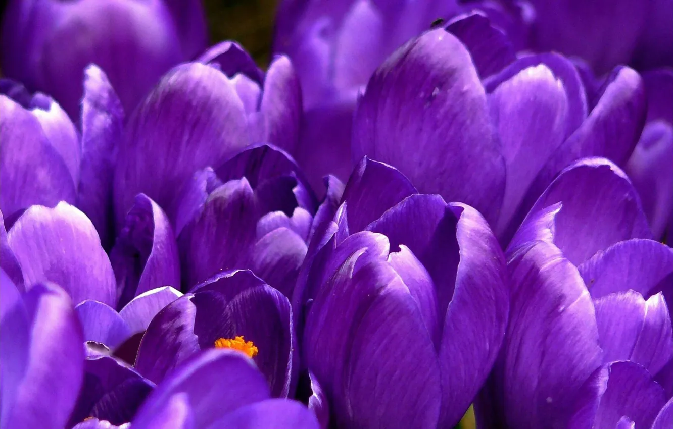 Photo wallpaper purple, flowers, beauty
