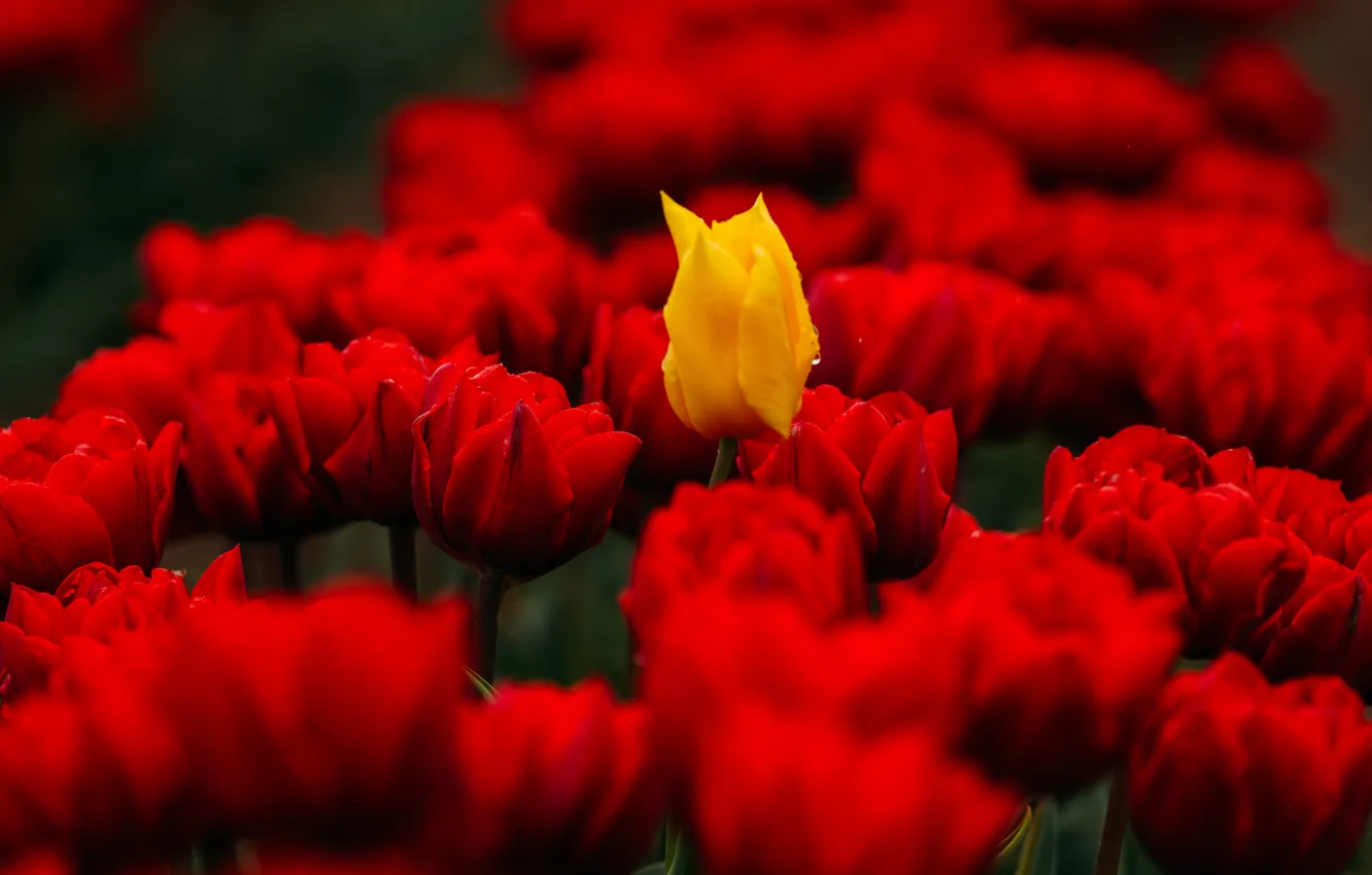 Photo wallpaper flowers, yellow, red, bright, spring, tulips, flowerbed