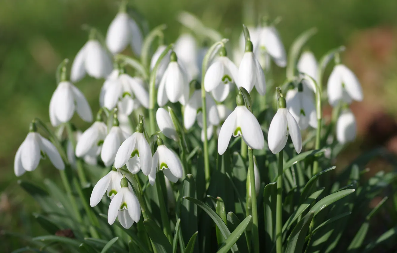 Photo wallpaper flowers, blur, spring, snowdrops, white, bushes