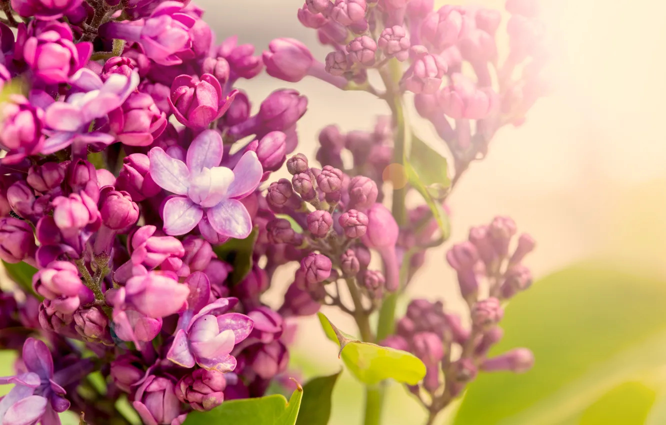 Photo wallpaper spring, flowering, blossom, flowers, lilac, spring, purple, lilac