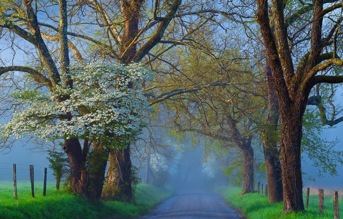 Photo wallpaper road, trees, fog, spring, flowering