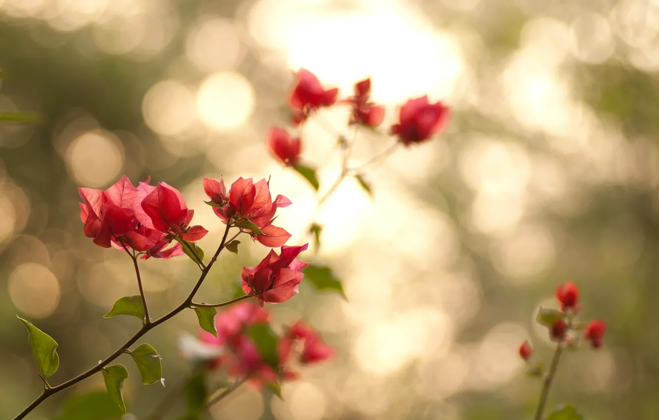 Photo wallpaper leaves, light, flowers, branches, nature, green, petals, pink