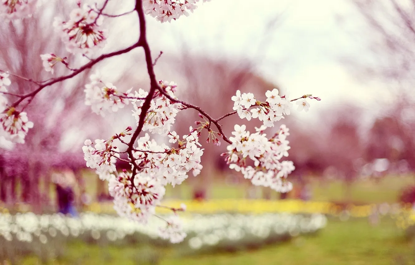 Photo wallpaper trees, flowers, nature, photo, spring, Sakura