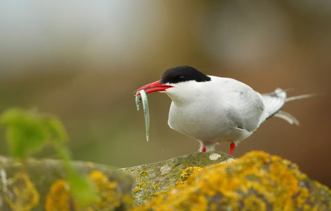 Photo wallpaper stones, bird, moss, polar, catch, tern