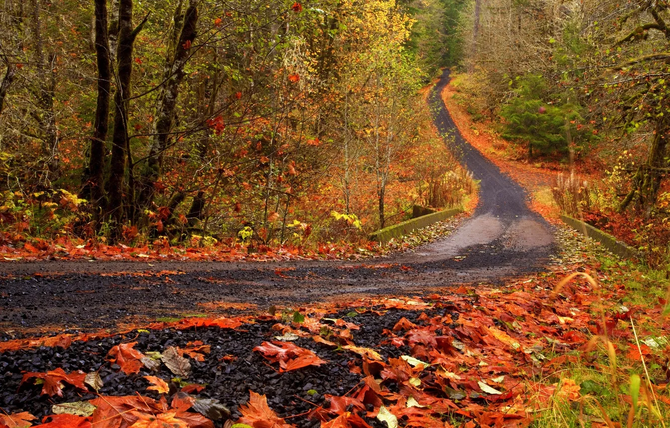 Photo wallpaper road, autumn, forest, leaves, trees, nature, Park, colors