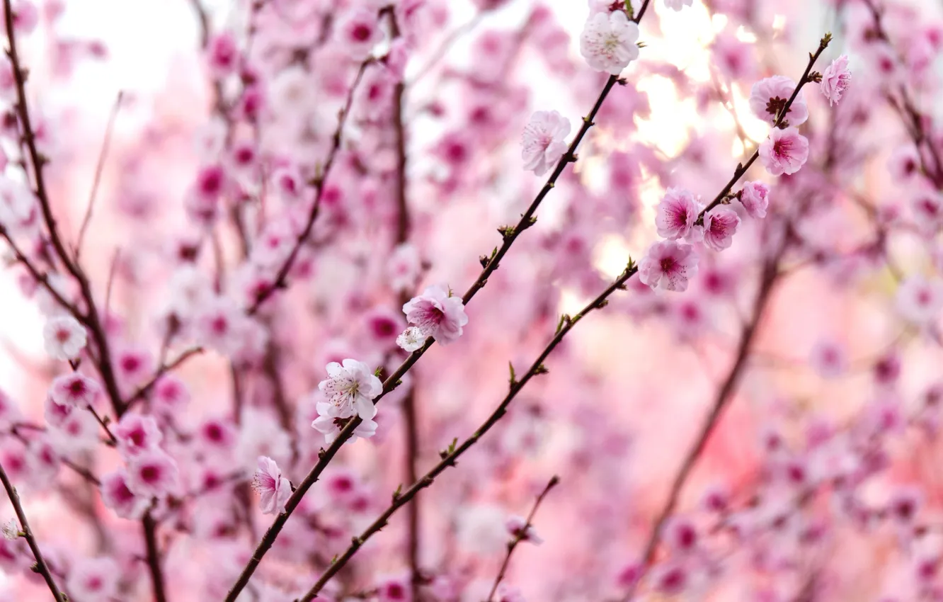 Photo wallpaper branches, spring, pink, drain