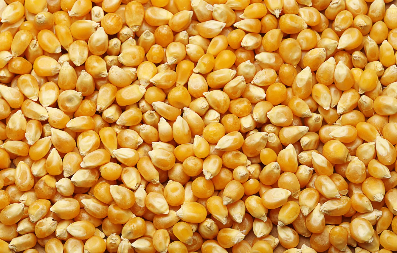 Photo wallpaper yellow, corn, many, corn grains