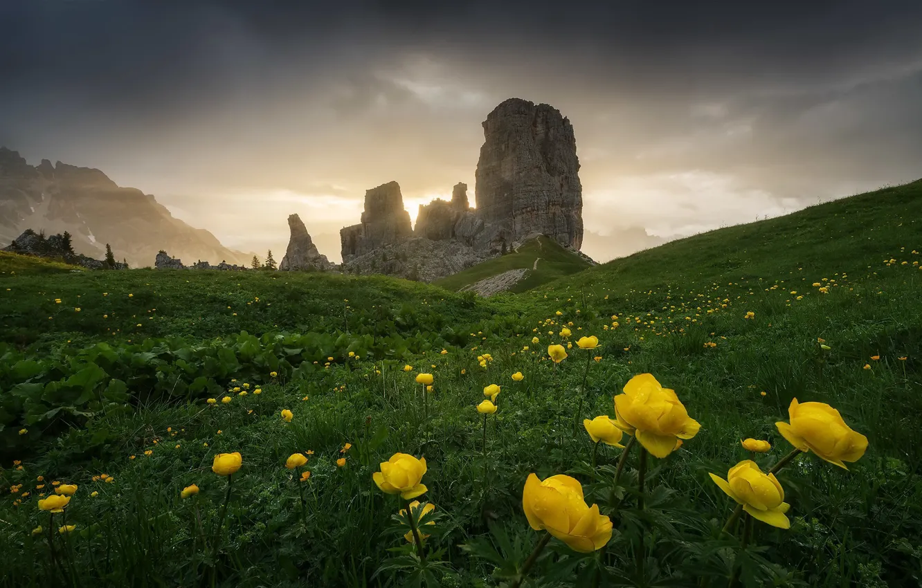 Photo wallpaper flowers, Italy, Dolomites