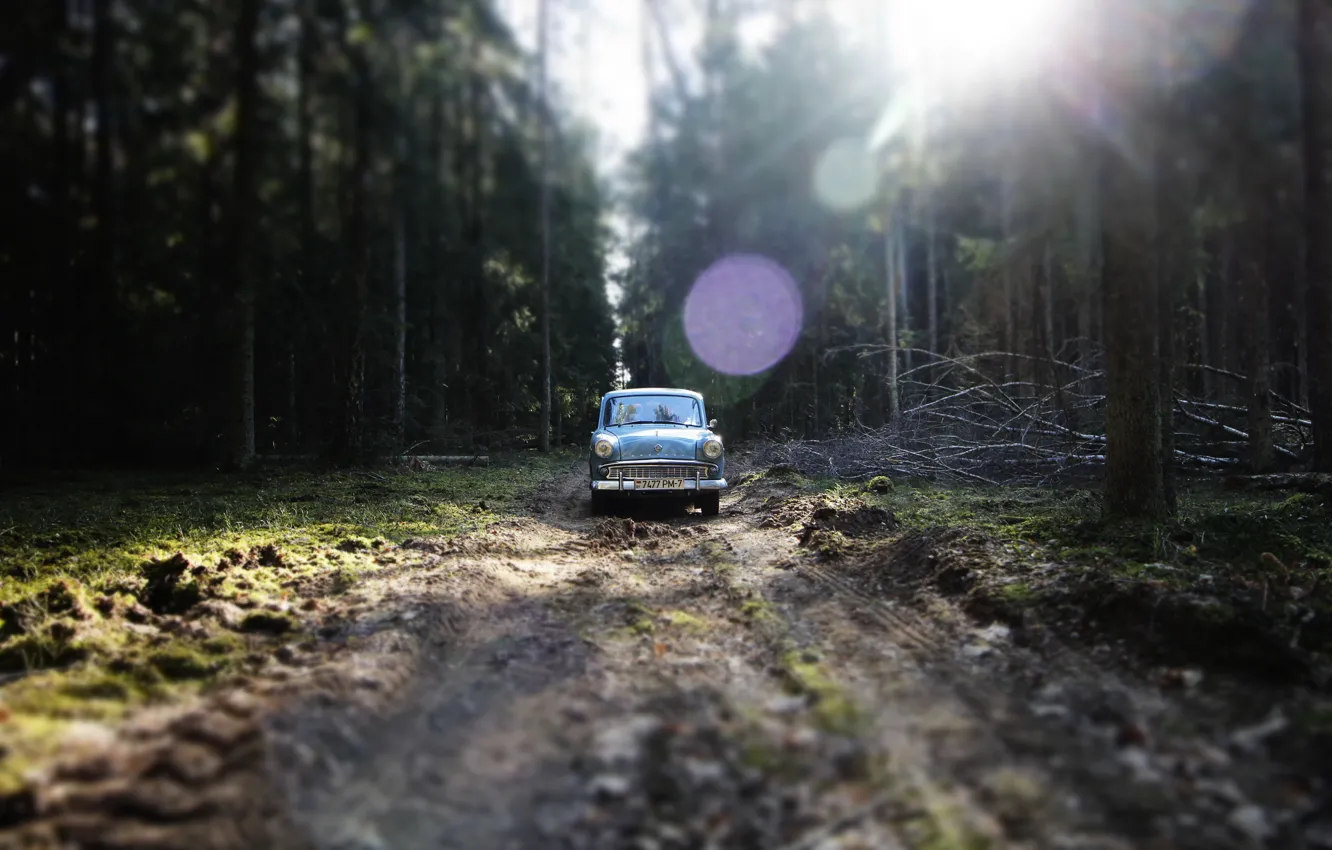 Photo wallpaper trees, green, forest, moskvich