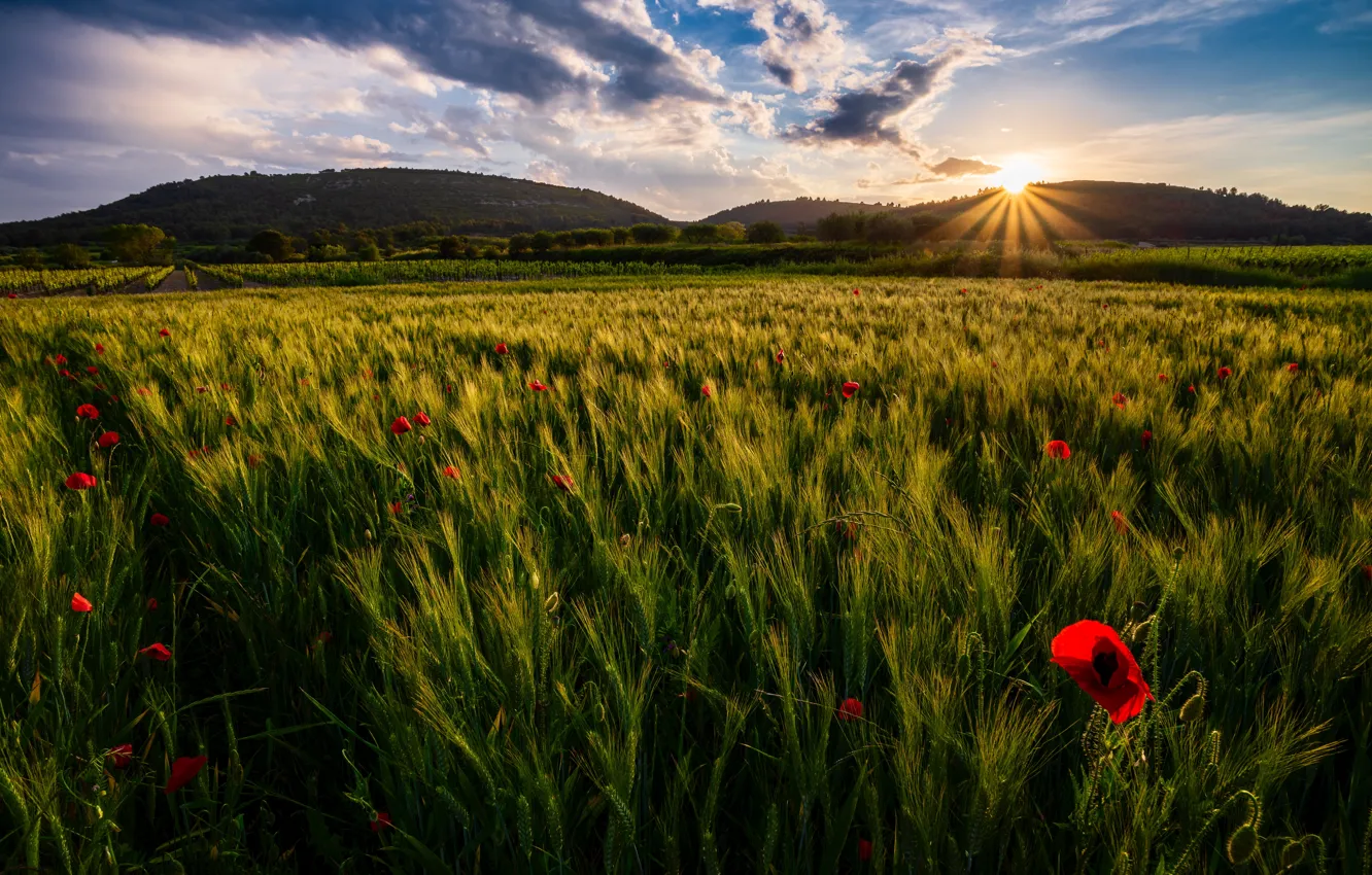 Photo wallpaper the sun, clouds, flowers, hills, rye, Maki, ears, cereals