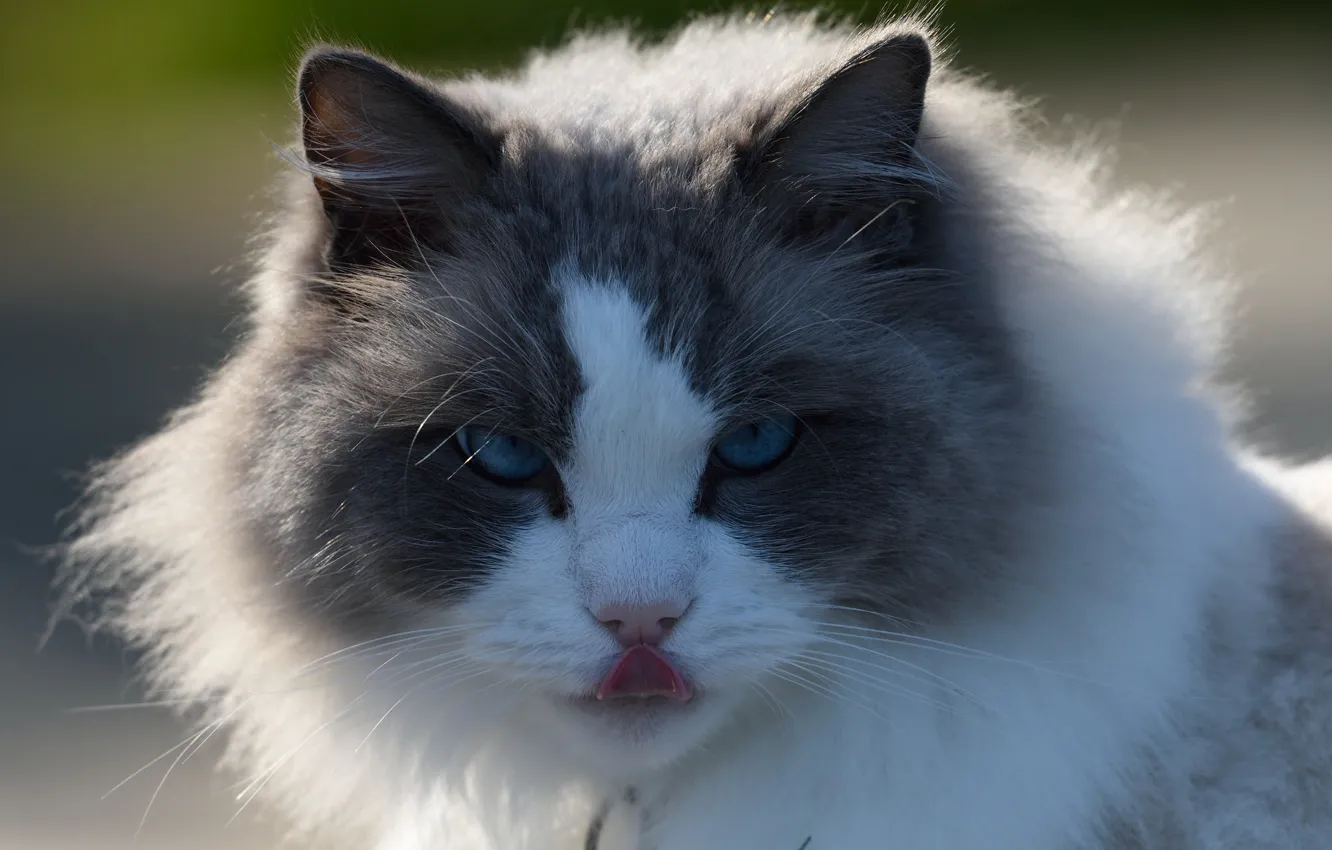 Photo wallpaper cat, look, portrait, muzzle, fluffy