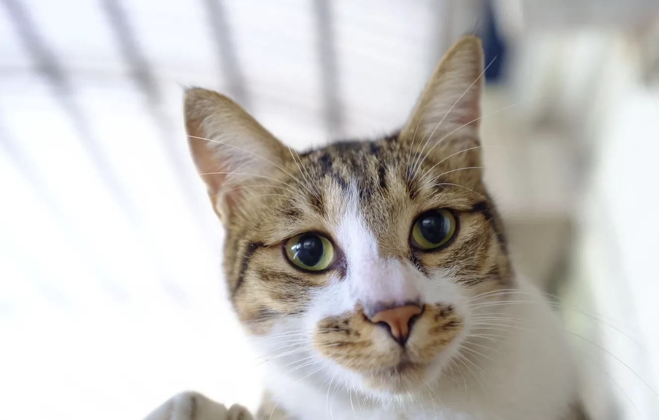 Photo wallpaper cat, look, muzzle, Kote