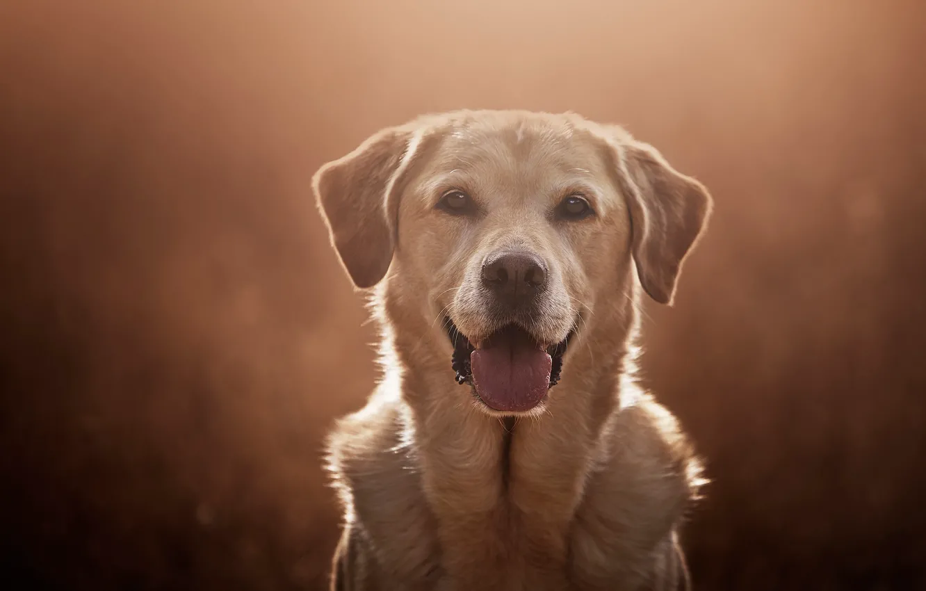 Photo wallpaper look, face, background, portrait, dog, Labrador Retriever