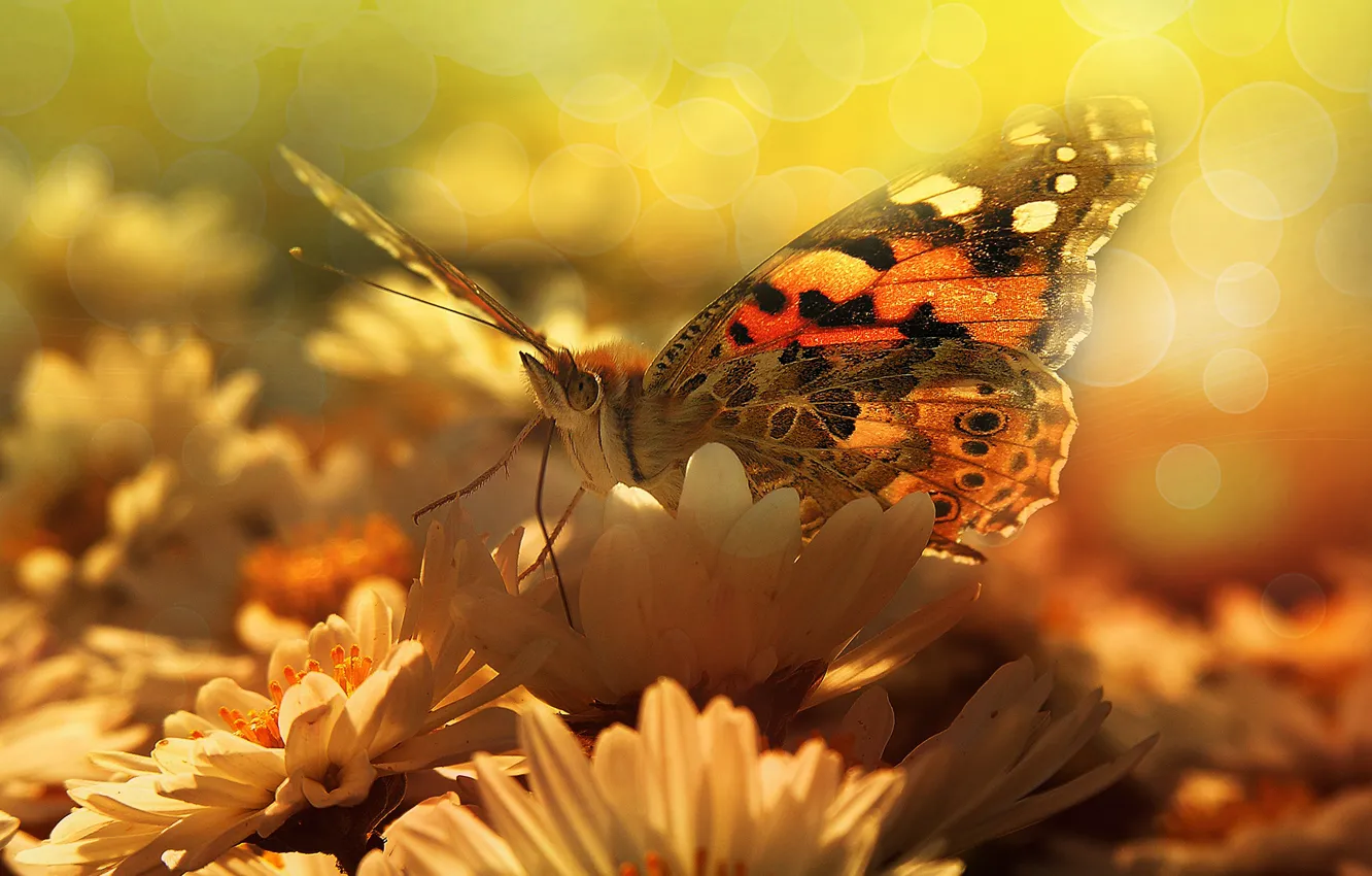 Photo wallpaper summer, macro, light, flowers, butterfly, wings, petals, insect