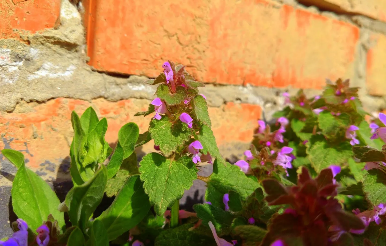 Photo wallpaper flowers, brick, April, spring 2018, Mamala ©