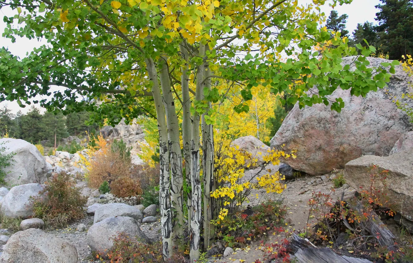 Photo wallpaper autumn, the sky, trees, stones, slope