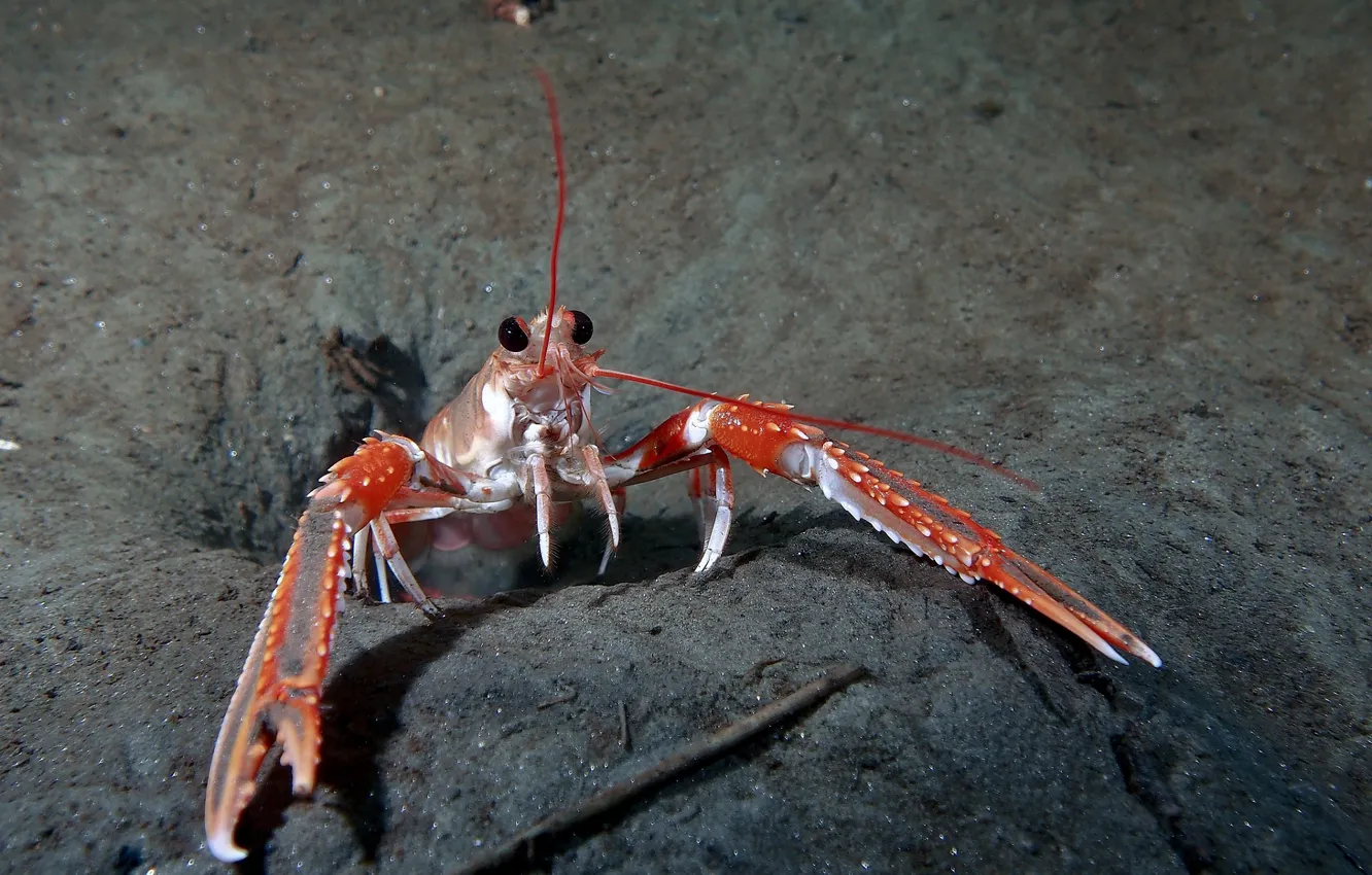 Photo wallpaper under water, sea, cancers