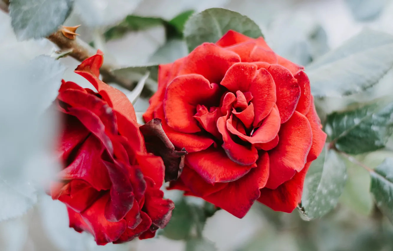 Photo wallpaper leaves, flowers, red, roses, Duo, buds, bokeh