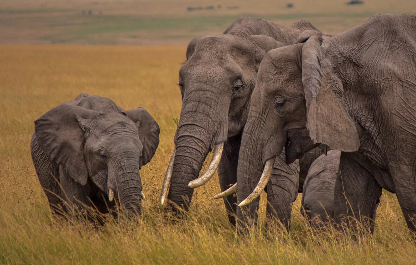 Photo wallpaper Savannah, Africa, elephants, family, elephant